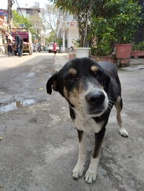 Sample Image