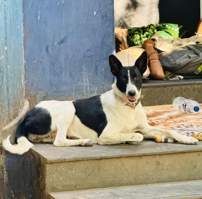 Sample Image