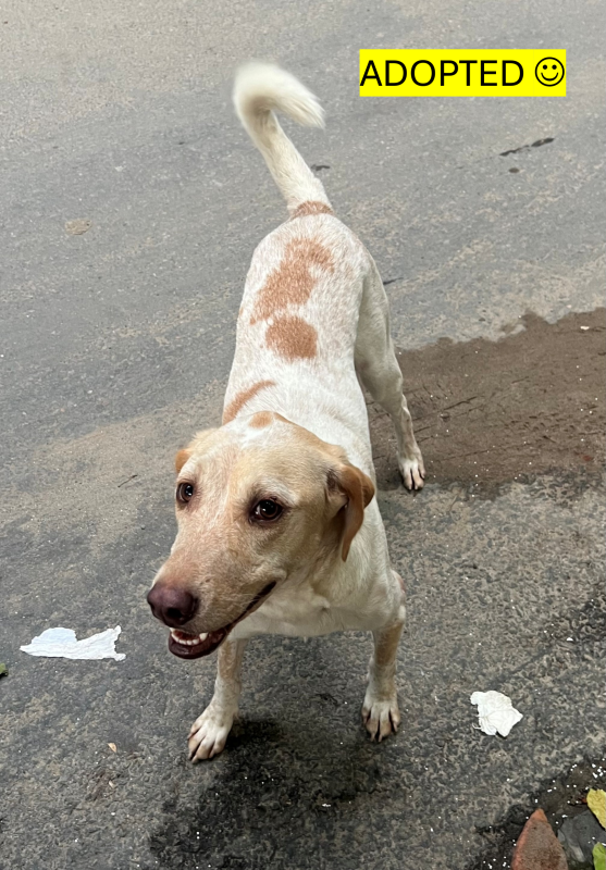 Image of Butterscotch - Adopted :)