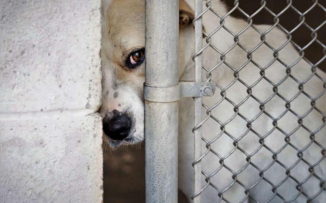 Laws allowing dog pounds and dog meat trade are a threat to animals and people