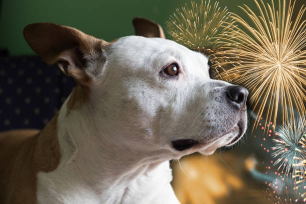 The Impact of Fireworks on Stray Animals: A Call for Awareness