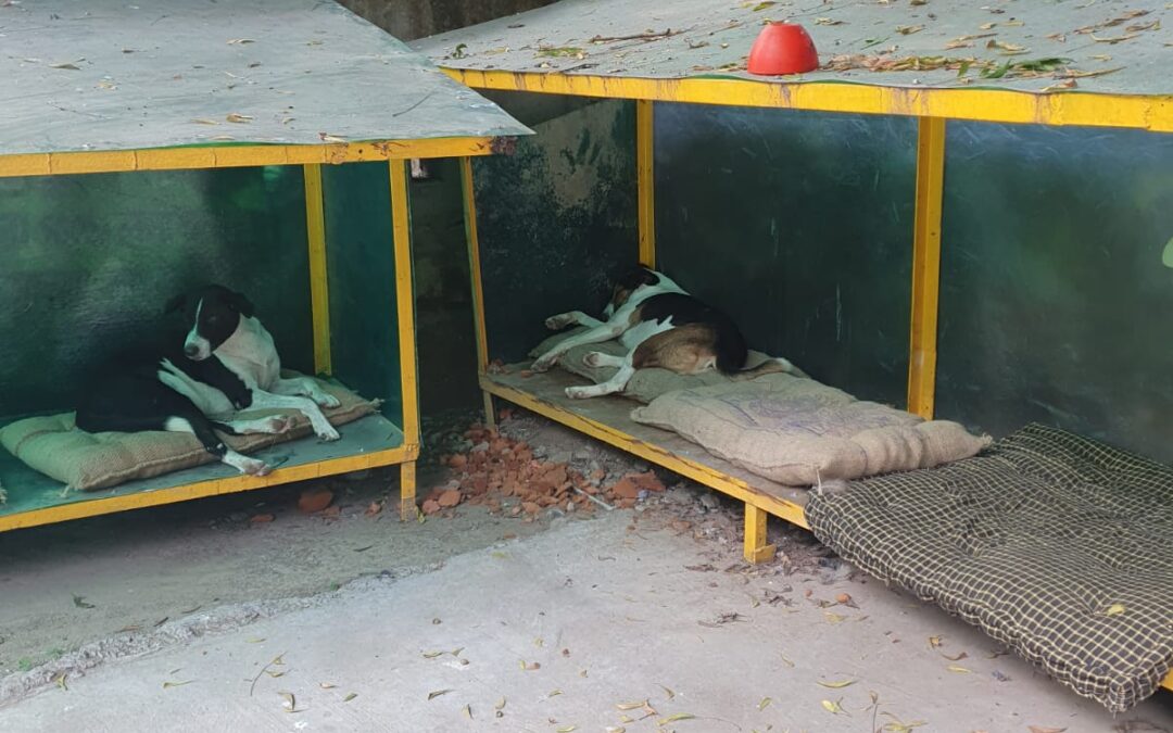 Dealing With Street Dogs