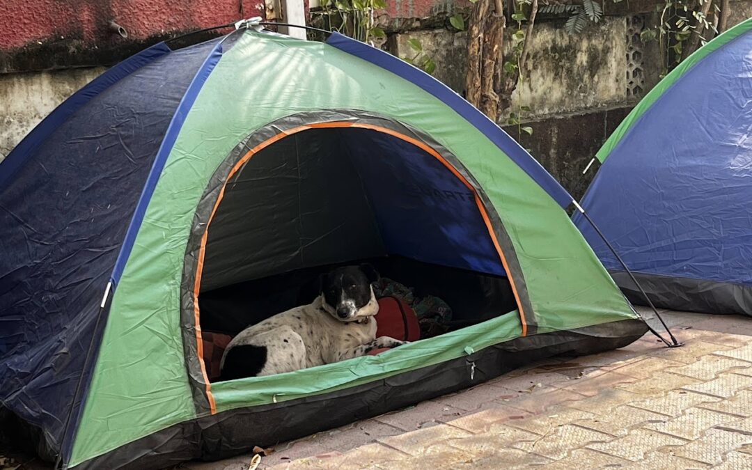 Why the Story about a “Stray-Dog-Free Netherlands” Isn’t a One-Size-Fits-All Success Model for India