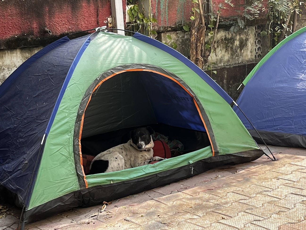 Why the Story about a “Stray-Dog-Free Netherlands” Isn’t a One-Size-Fits-All Success Model for India